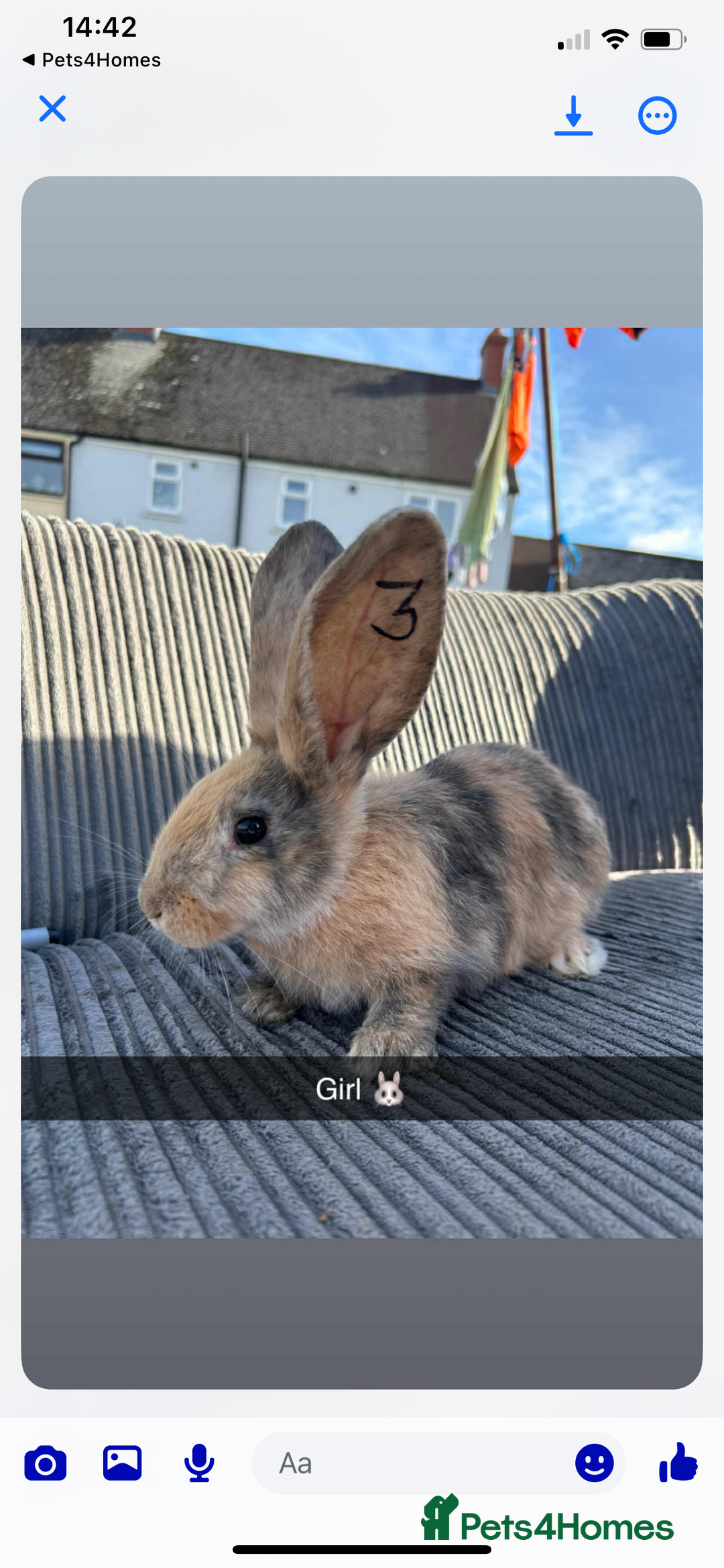Continental Giant rabbits for sale: Continental giant  - Image 4