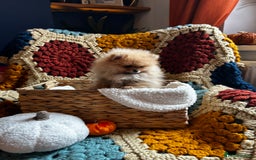 Pomeranian dogs for sale: Fabulous Pomeranian Girl Puppies  - Image 14