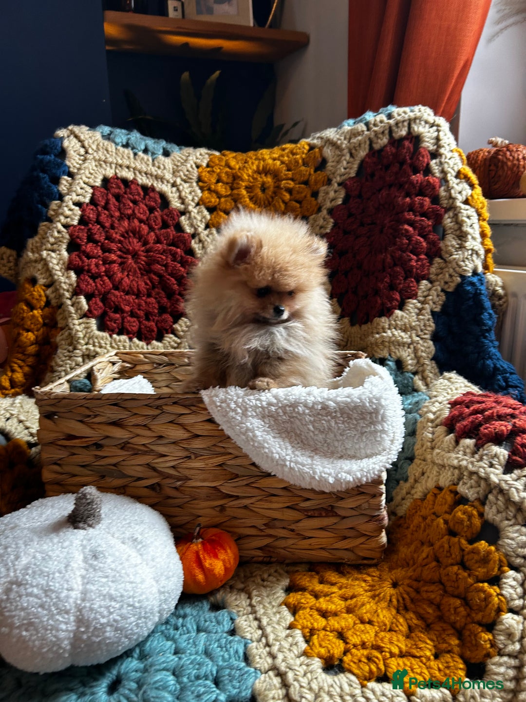 Pomeranian dogs for sale: Fabulous Pomeranian Girl Puppies  - Image 14