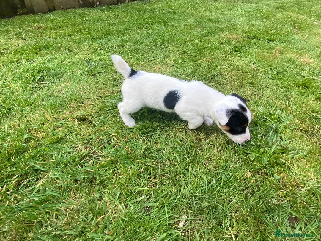 Jack Russell dogs for sale:  Jack Russel puppies for sale  in Bewdley - Advert 2