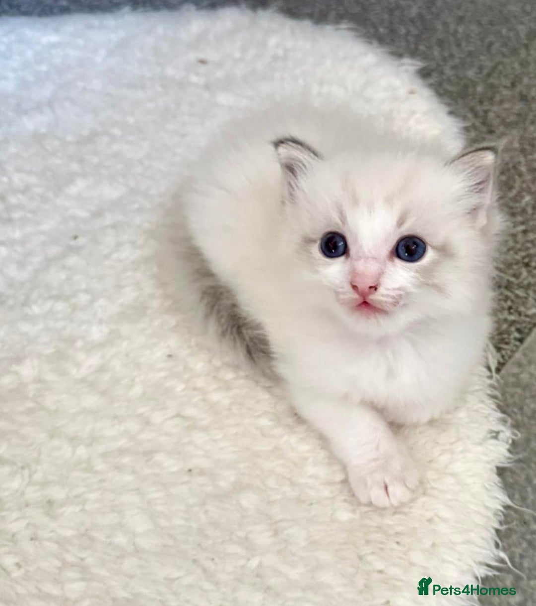Ragdoll cats for sale: Exquisite Ragdoll Kittens Available - Advert 3