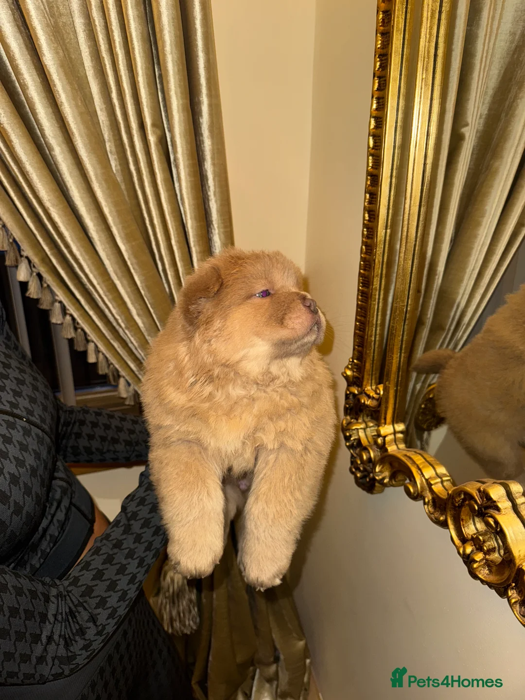 Chow Chow dogs for sale: 3 beautys left ⭐️  - Advert 35
