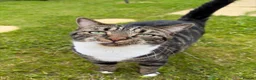 Domestic Shorthair cats for sale: Re home  - Advert 2