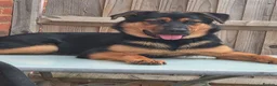 Mixed Breed dogs for sale: Lady . - Advert 1