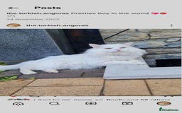 Turkish Angora cats for sale: Gorgeous male Turkish Angora cat - Image 1