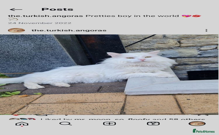 Turkish Angora cats - Advert 1