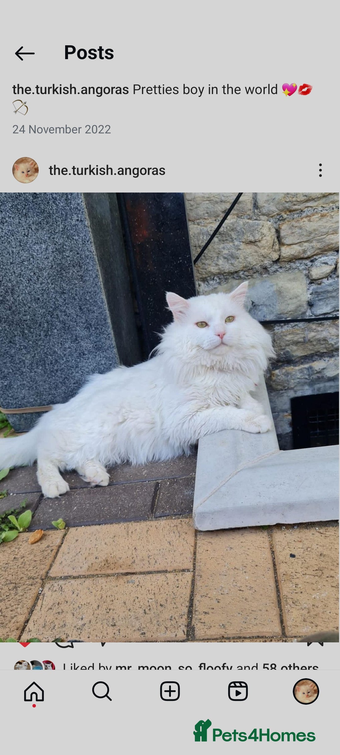 Turkish Angora cats for sale: Gorgeous male Turkish Angora cat - Image 1