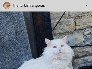 Turkish Angora cats - Advert 2