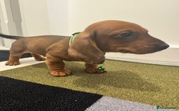 Dachshund dogs for sale: Dachshund female and male puppies  - Image 8