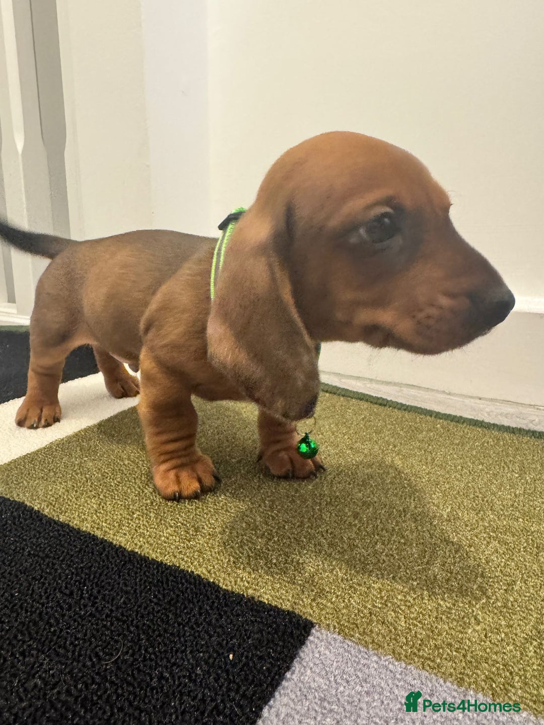 Dachshund dogs for sale: Dachshund female and male puppies  - Image 8