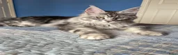 Maine Coon cats for sale: Maine Coon  - Advert 6