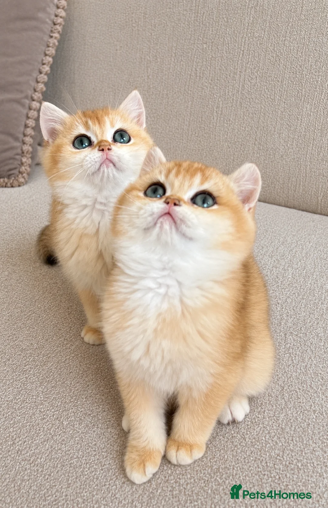 British Shorthair cats for sale: 🏆Tica registered ny12 British Shorthair Boys🏆 - Advert 2