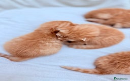 British Shorthair cats for sale: STUNNING 🤩 British Shorthair Queen 👑 litter  - Image 3