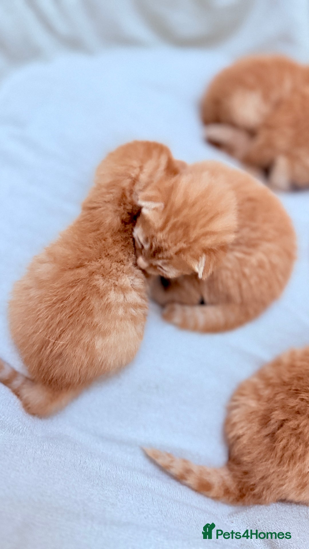 British Shorthair cats for sale: STUNNING 🤩 British Shorthair Queen 👑 litter  - Image 3