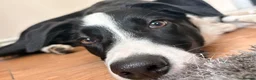 Border Collie dogs for sale: Benji the Border Collie in Ormskirk - Advert 4