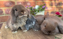 Mini Lop rabbits for sale: Mini lop babies RTL 2nd September - Image 2