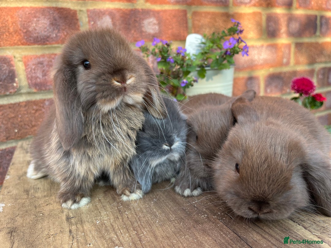 Mini Lop rabbits for sale: Mini lop babies RTL 2nd September - Image 2