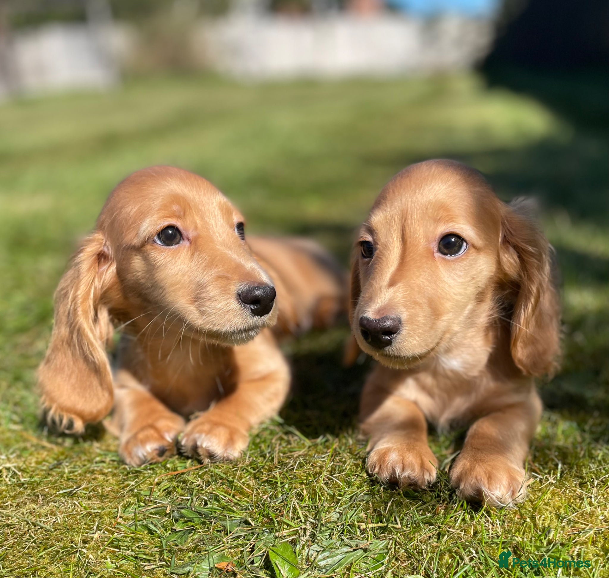 Dachshund dogs KC miniature long hair cream dachshund for sale - Advert 1