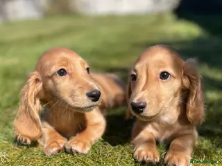 Dachshund dogs KC miniature long hair cream dachshund for sale - Advert 3
