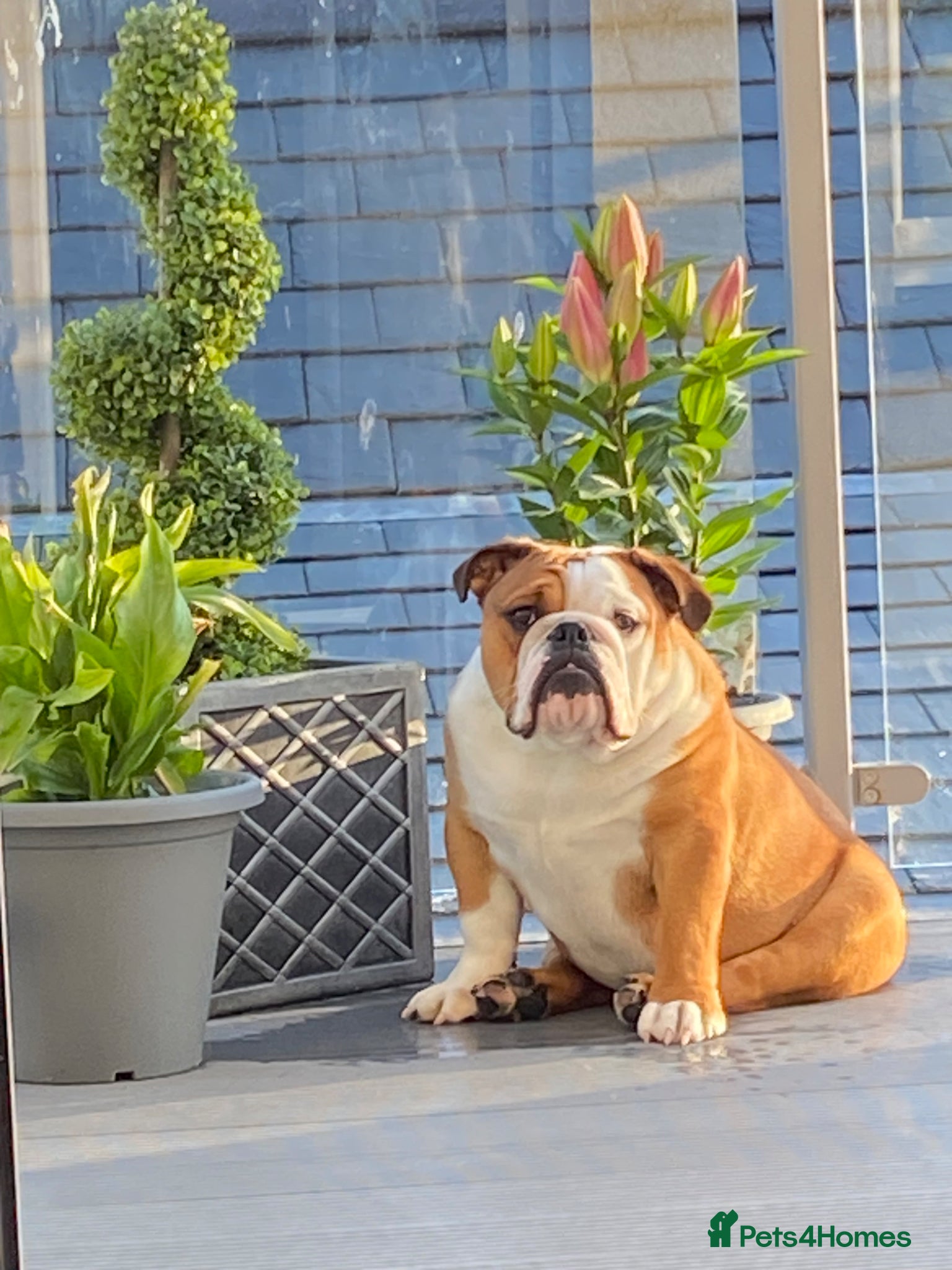 English Bulldog dogs Full Breed Bulldog for stud - Advert 1