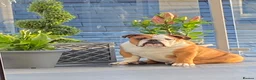 English Bulldog dogs for stud: Full Breed Bulldog for stud - Advert 2