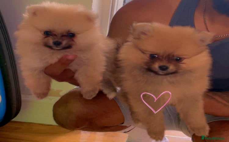 Pomeranian dogs - Advert 8