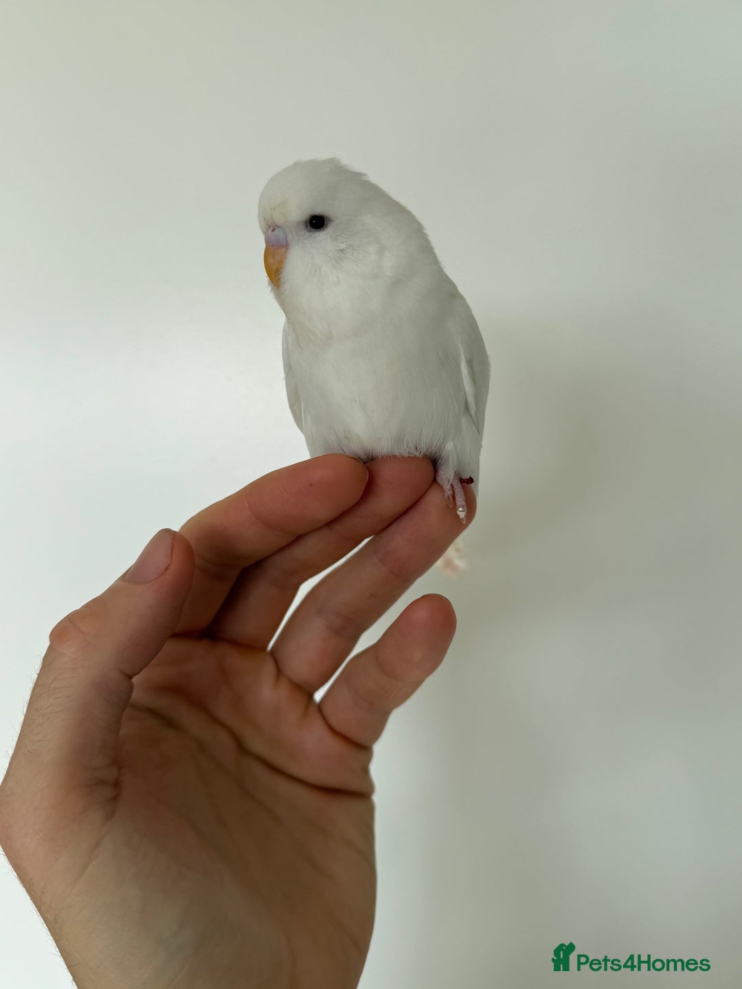 Budgerigars birds for sale: Young budgies happy&healthy in London - Image 12