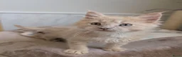 Maine Coon cats for sale: Stunning Tica pedigree boy kitten.  - Advert 18