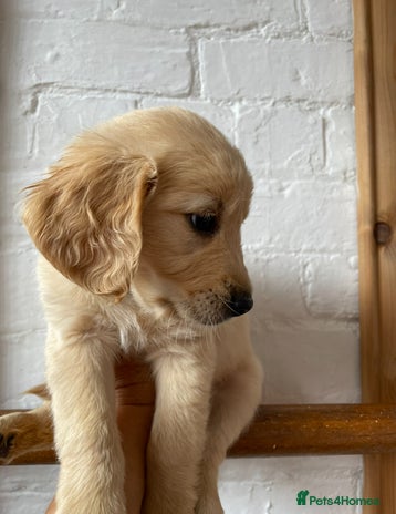 Golden Retriever dogs Rare & wonderful petite golden retrievers - Advert 1