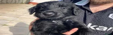 Giant Schnauzer Puppy 1
