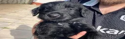 Giant Schnauzer dogs for sale: Ready Soon.Giant Schnauzer Puppies - Advert 11