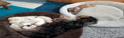 Mixed Breed dogs for sale: Adorable little bundles of joy!!  in Margate - Advert 27