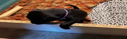 Mixed Breed dogs for sale: 2 female Patterpoos - Advert 7