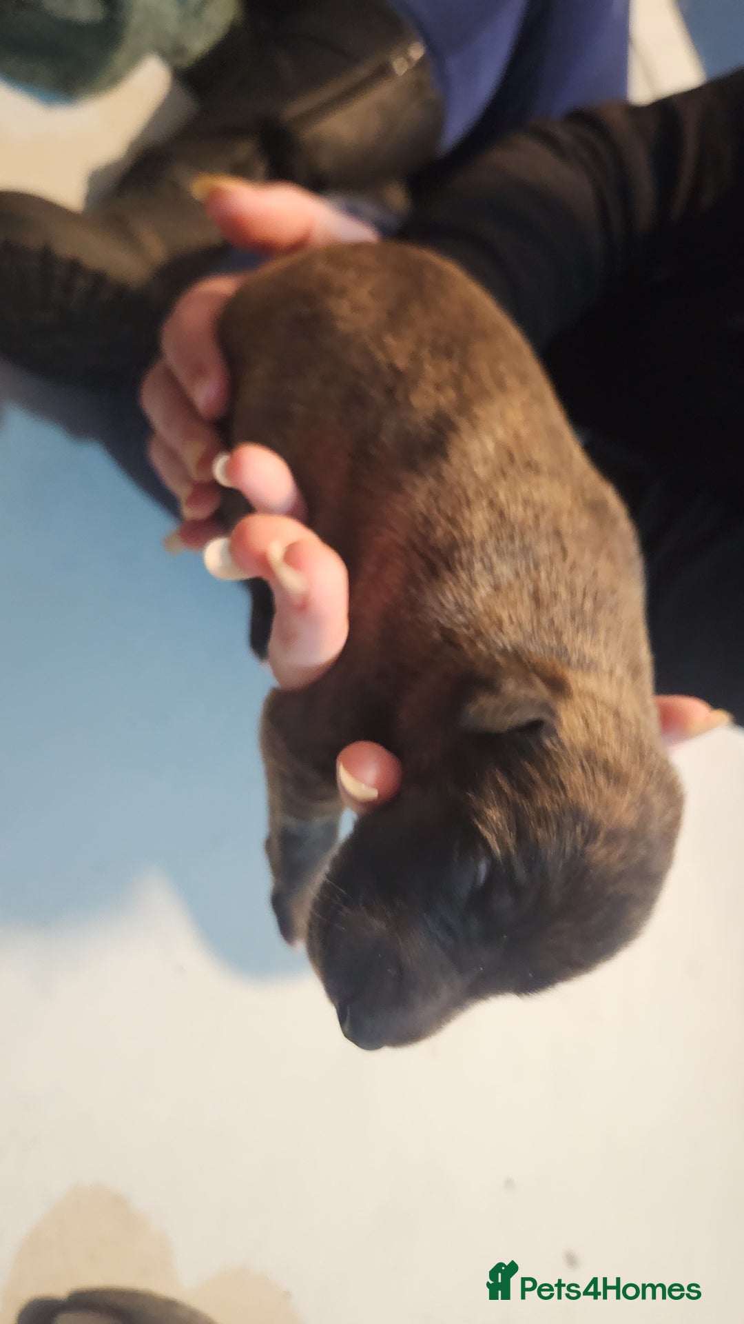 Whippet dogs for sale: 8 beautiful  brindle whippet  - Advert 21