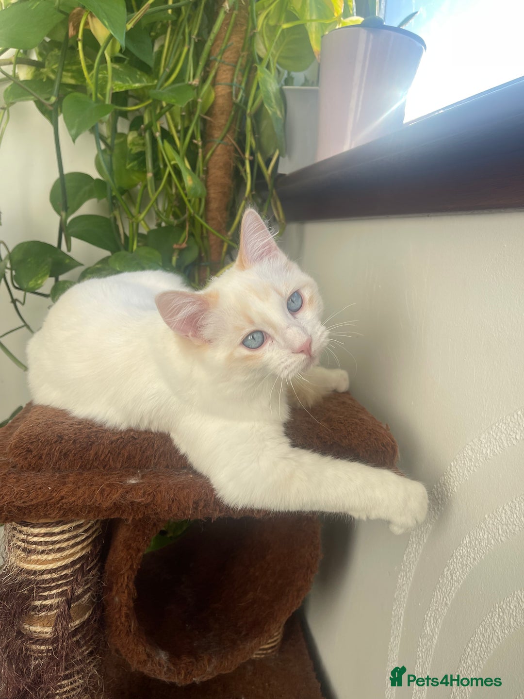 Ragdoll cats for sale: VERY RARE CREAM FLARE BICOLOUR RAGDOLL KITTEN - Advert 32
