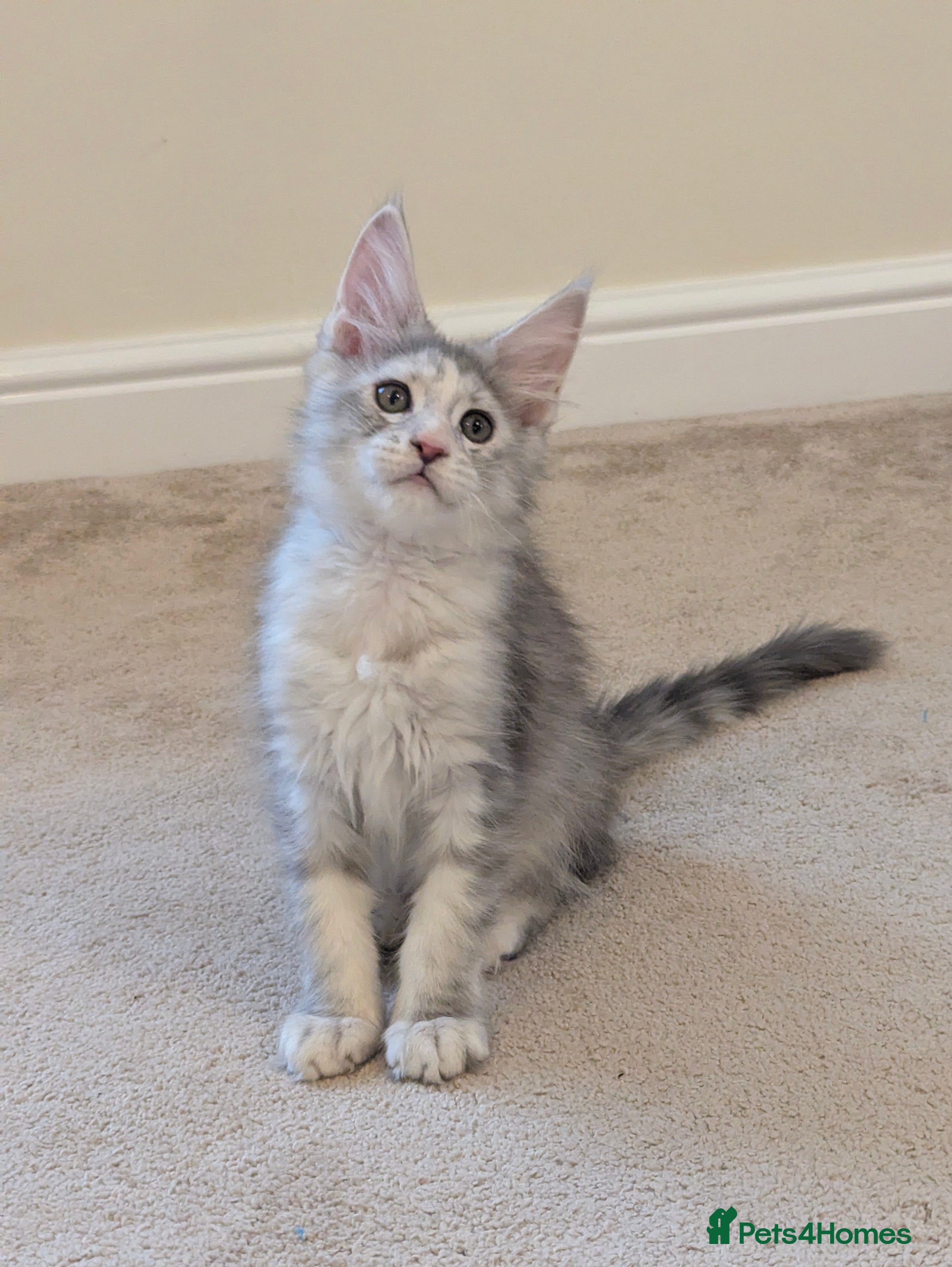 Maine Coon cats Champion Line Female Maine Coon Kittens  - Advert 2