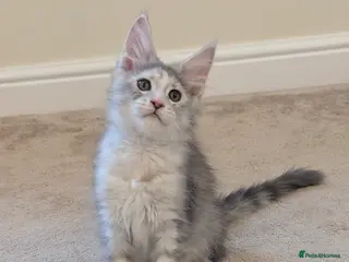 Maine Coon cats Champion Line Female Maine Coon Kittens - Advert 2