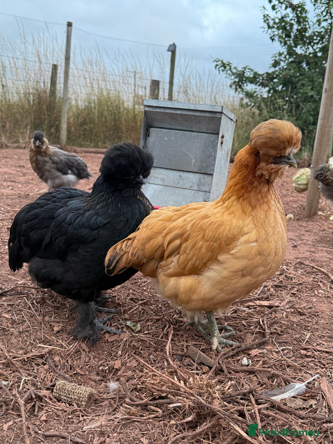 Chickens poultry for sale: Chickens needing home - Image 9