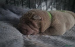 Shar Pei dogs for sale: Male Shar peis - Image 24