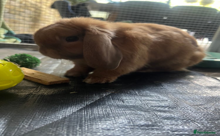 Mini Lop rabbits - Advert 16