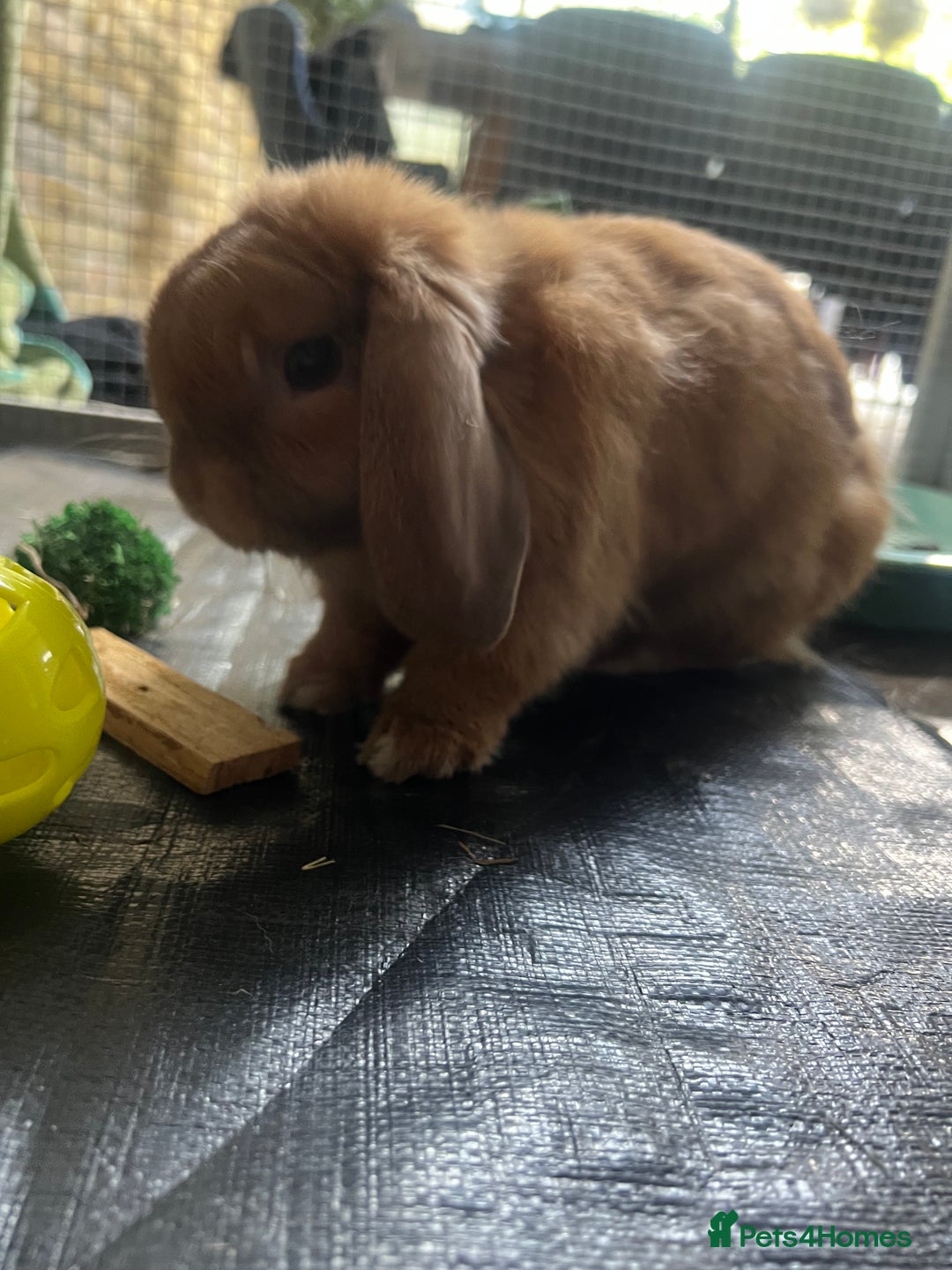 Mini Lop rabbits for sale: arlo lop bunny - Image 1