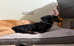 Miniature Dachshund dogs for sale: Energetic 2 year old minature dachshund  - Image 8