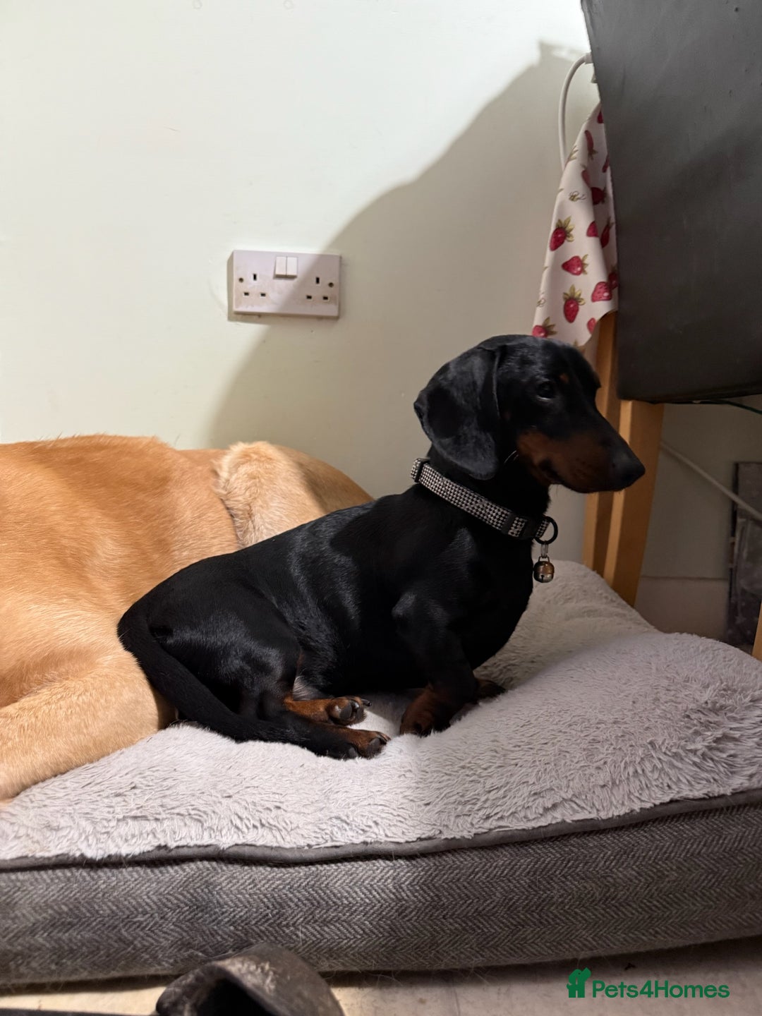 Miniature Dachshund dogs for sale: Energetic 2 year old minature dachshund  - Image 8