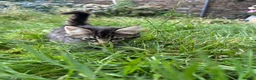Mixed Breed cats for sale: Farm Kittens - Ready Now!  - Advert 5