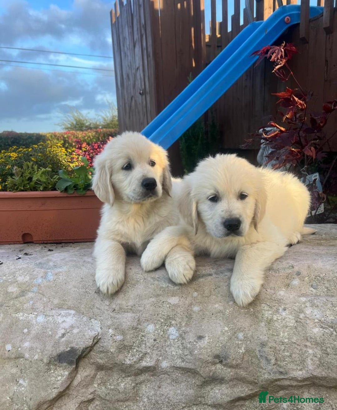 Golden Retriever dogs for sale: CHUNKY GOLDEN RETRIEVER PUPPIES AVAILABLE £1450 - Advert 1