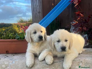 Golden Retriever dogs CHUNKY GOLDEN RETRIEVER PUPPIES AVAILABLE £1450 - Advert 5