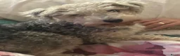 Mixed Breed dogs for sale: BORDER TERRIER X BEDLINGTON TERRIER - Advert 4