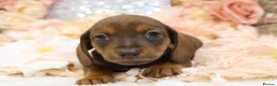 Dachshund dogs for sale: KC Miniature Dachshund Puppies - Advert 12