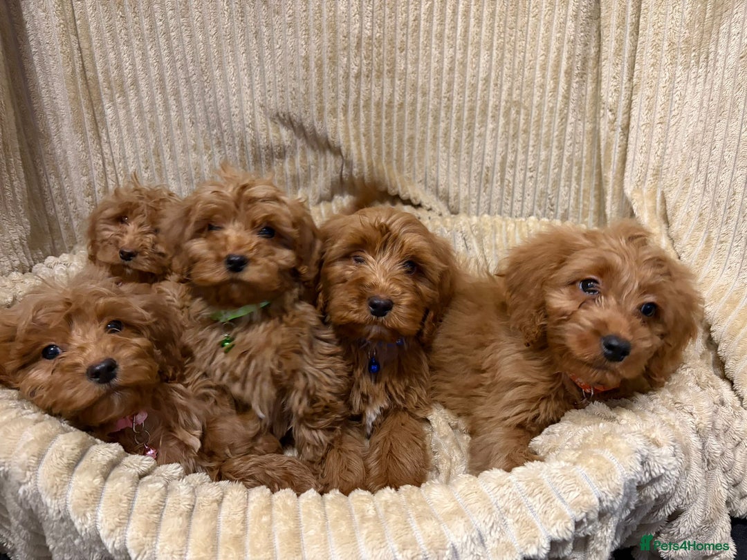 Cockapoo dogs for sale: Red Cockapoo  - Image 10