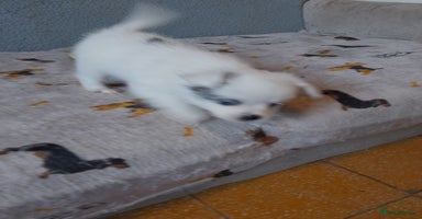 Pomeranian dogs - Advert 1